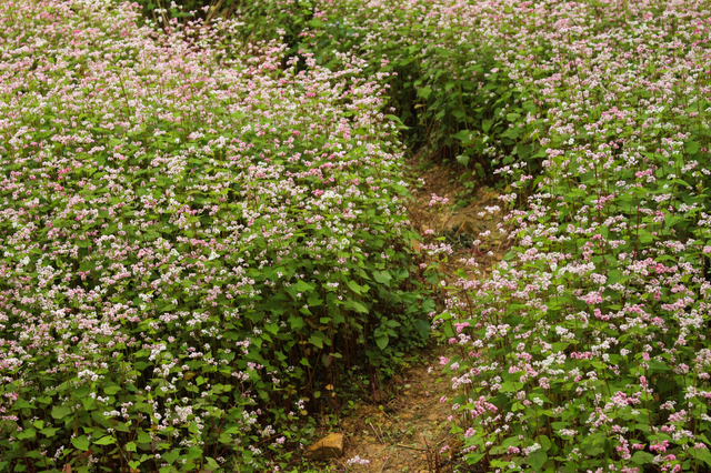 Blooming buckwheat flowers bring color to Ha Giang Blooming buckwheat flowers bring lively color to Ha Giang