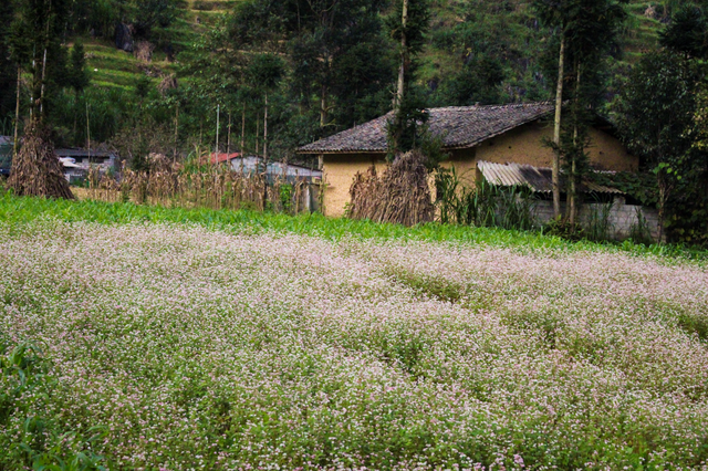 Blooming buckwheat flowers bring color to Ha Giang Blooming buckwheat flowers bring lively color to Ha Giang