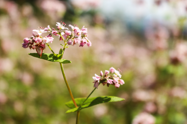 Blooming buckwheat flowers bring color to Ha Giang Blooming buckwheat flowers bring lively color to Ha Giang