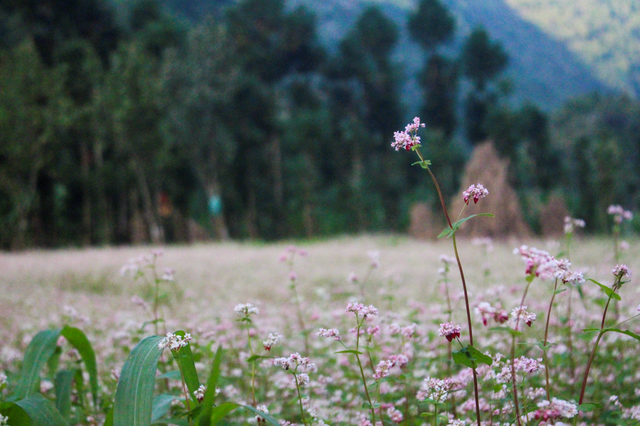Blooming buckwheat flowers bring color to Ha Giang Blooming buckwheat flowers bring lively color to Ha Giang