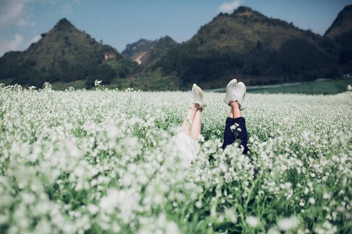 Blooming white rapeseed flowers add allures to Moc Chau plateau Blooming white rapeseed flowers add allures to Moc Chau plateau