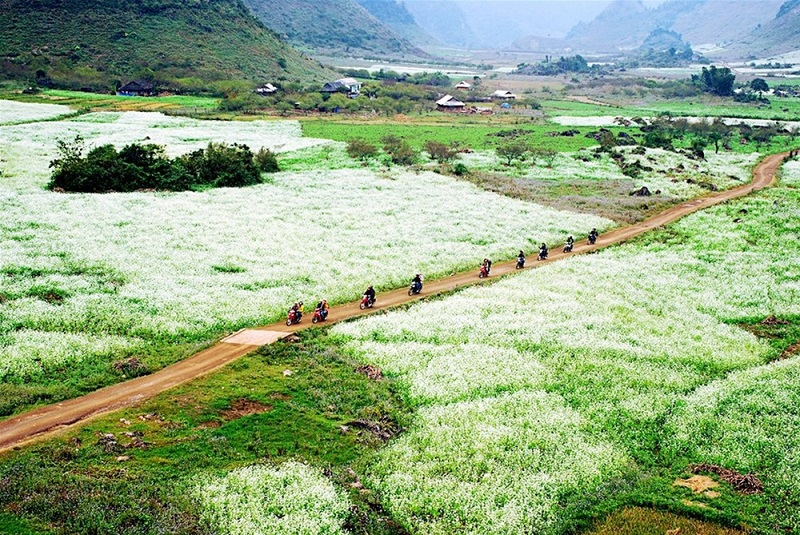 Blooming white rapeseed flowers add allures to Moc Chau plateau Blooming white rapeseed flowers add allures to Moc Chau plateau