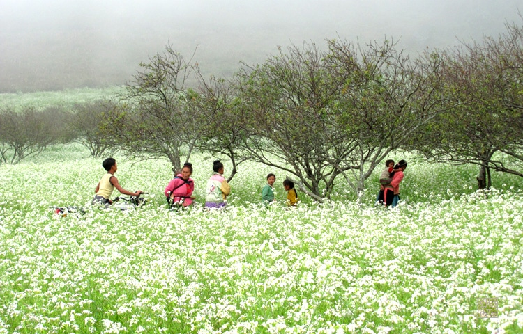 Blooming white rapeseed flowers add allures to Moc Chau plateau Blooming white rapeseed flowers add allures to Moc Chau plateau