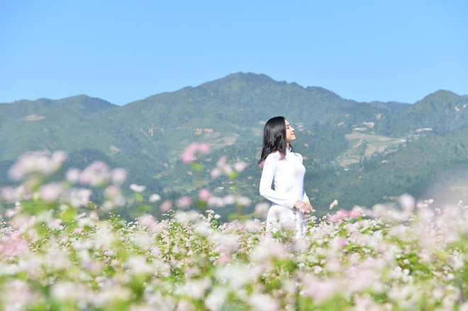 Ideal places to admire buckwheat flowers in northern Vietnam Ideal places to admire buckwheat flowers in northern Vietnam