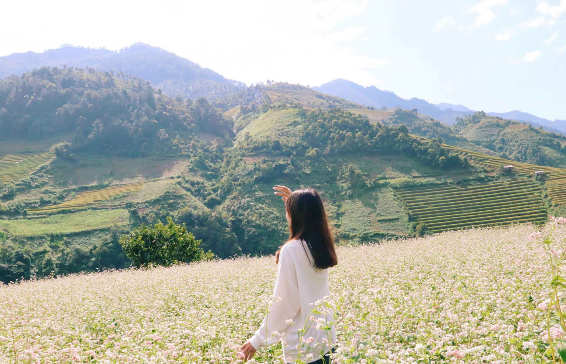 Ideal places to admire buckwheat flowers in northern Vietnam Ideal places to admire buckwheat flowers in northern Vietnam