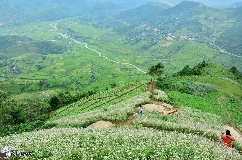 Ideal places to admire buckwheat flowers in northern Vietnam Ideal places to admire buckwheat flowers in northern Vietnam