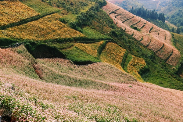 Ideal places to admire buckwheat flowers in northern Vietnam Ideal places to admire buckwheat flowers in northern Vietnam