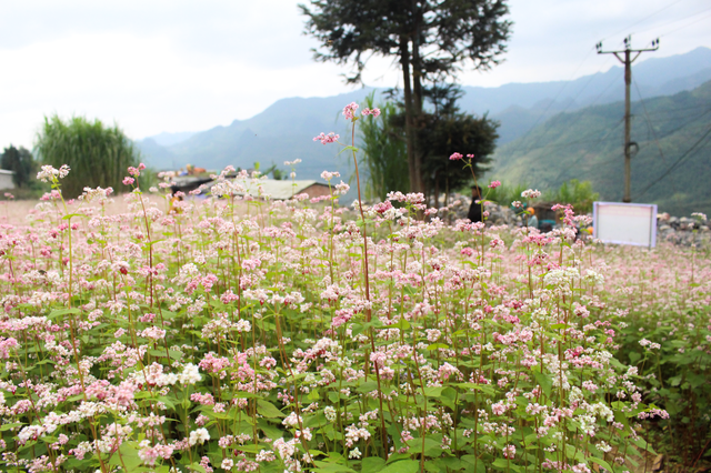 Ideal places to admire buckwheat flowers in northern Vietnam Ideal places to admire buckwheat flowers in northern Vietnam