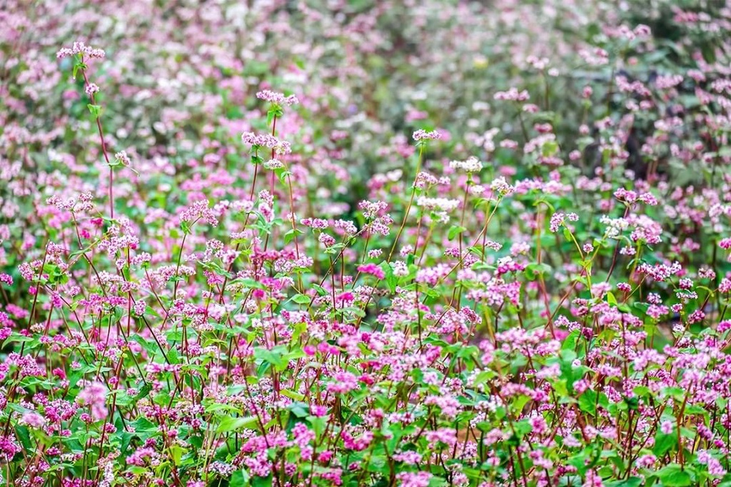 Ideal places to admire buckwheat flowers in northern Vietnam Ideal places to admire buckwheat flowers in northern Vietnam