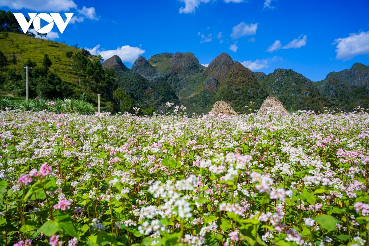 Ideal places to admire buckwheat flowers in northern Vietnam Ideal places to admire buckwheat flowers in northern Vietnam