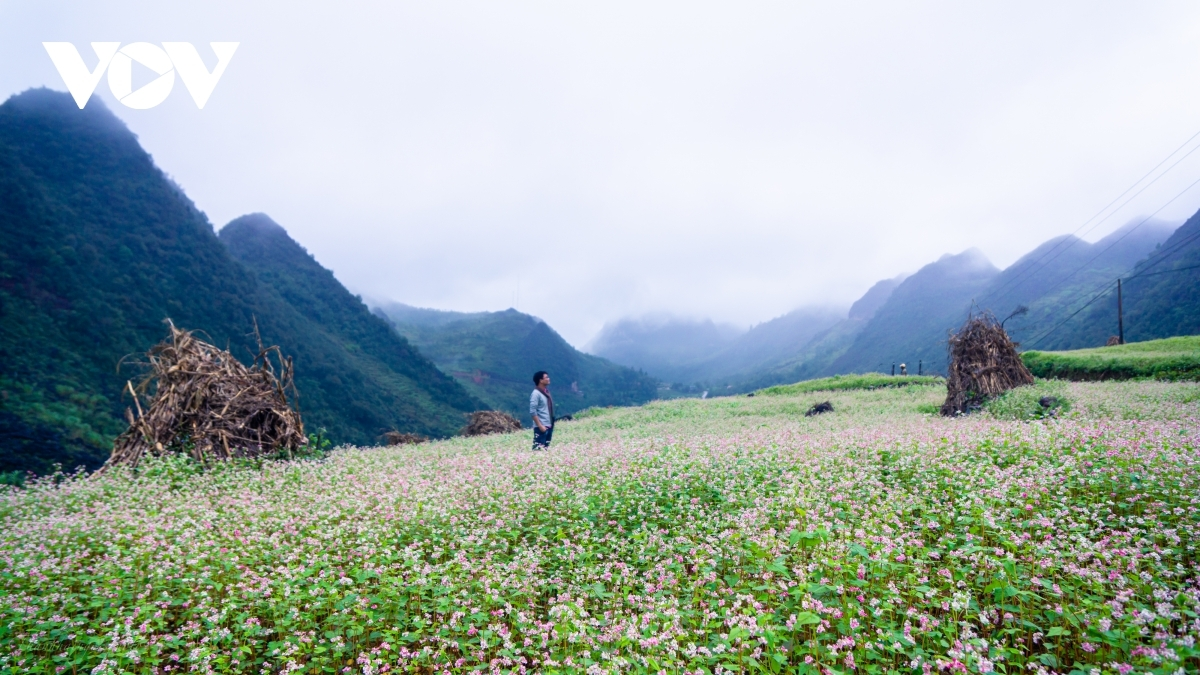 Ideal places to admire buckwheat flowers in northern Vietnam Ideal places to admire buckwheat flowers in northern Vietnam