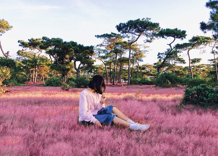 Ravishing flower seasons in Da Lat in November Ravishing flower seasons in Da Lat in November