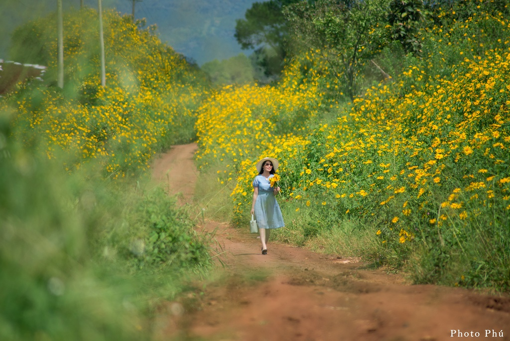 ravishing flower seasons in da lat november