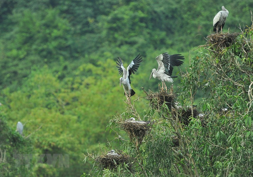 Thung Nham Bird Park, an attractive ecotourism site in Northern Vietnam Thung Nham Bird Park, an attractive ecotourism site in Northern Vietnam