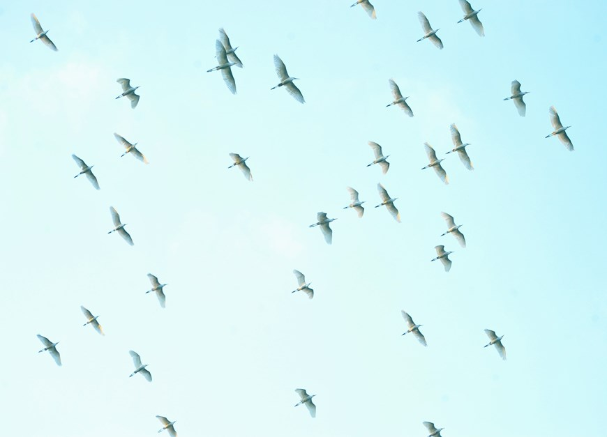 Thung Nham Bird Park, an attractive ecotourism site in Northern Vietnam Thung Nham Bird Park, an attractive ecotourism site in Northern Vietnam