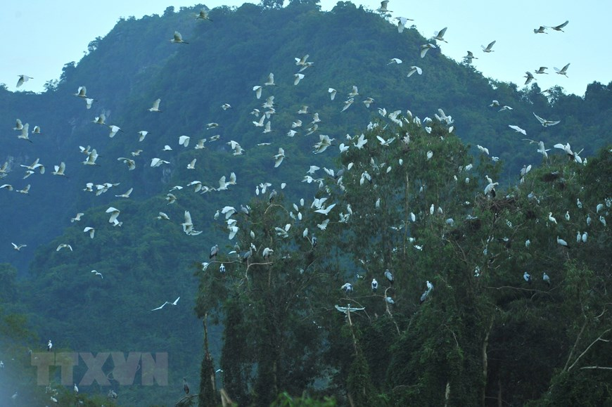 Thung Nham Bird Park, an attractive ecotourism site in Northern Vietnam Thung Nham Bird Park, an attractive ecotourism site in Northern Vietnam
