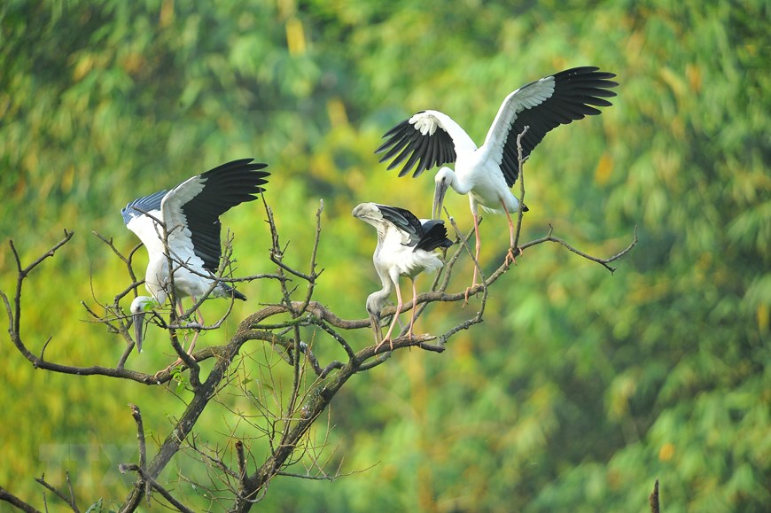 Thung Nham Bird Park, an attractive ecotourism site in Northern Vietnam Thung Nham Bird Park, an attractive ecotourism site in Northern Vietnam