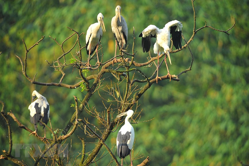 Thung Nham Bird Park, an attractive ecotourism site in Northern Vietnam Thung Nham Bird Park, an attractive ecotourism site in Northern Vietnam