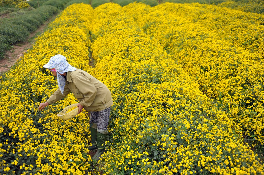 In photos: Blooming daisy season in Hung Yen In photos: Blooming daisy season in Hung Yen