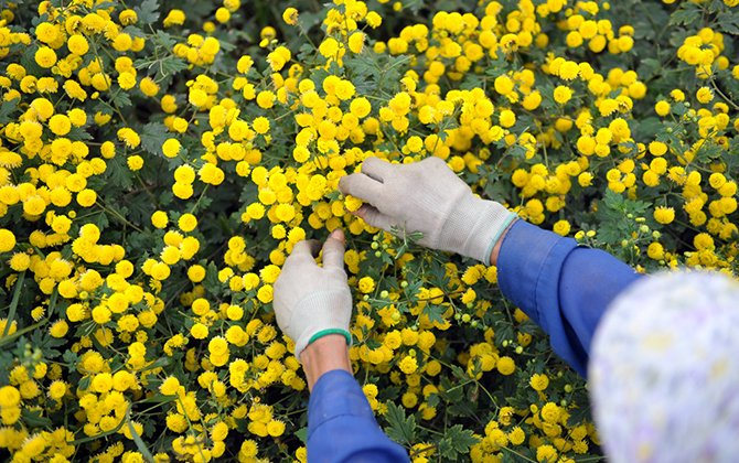 In photos: Blooming daisy season in Hung Yen In photos: Blooming daisy season in Hung Yen