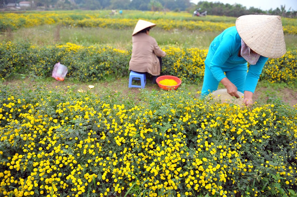 In photos: Blooming daisy season in Hung Yen In photos: Blooming daisy season in Hung Yen