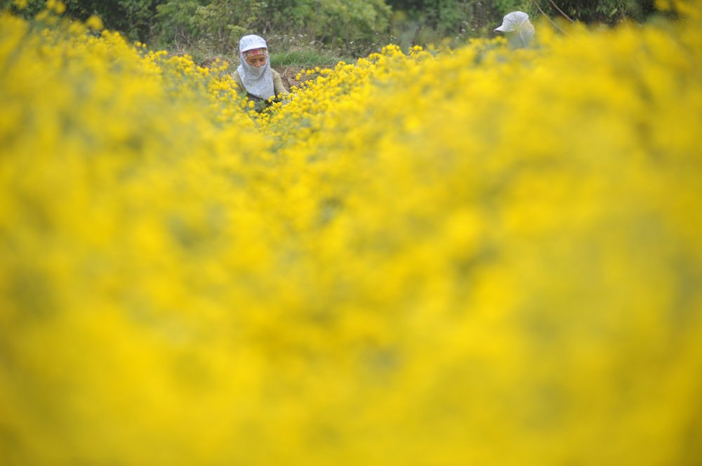 In photos: Blooming daisy season in Hung Yen In photos: Blooming daisy season in Hung Yen