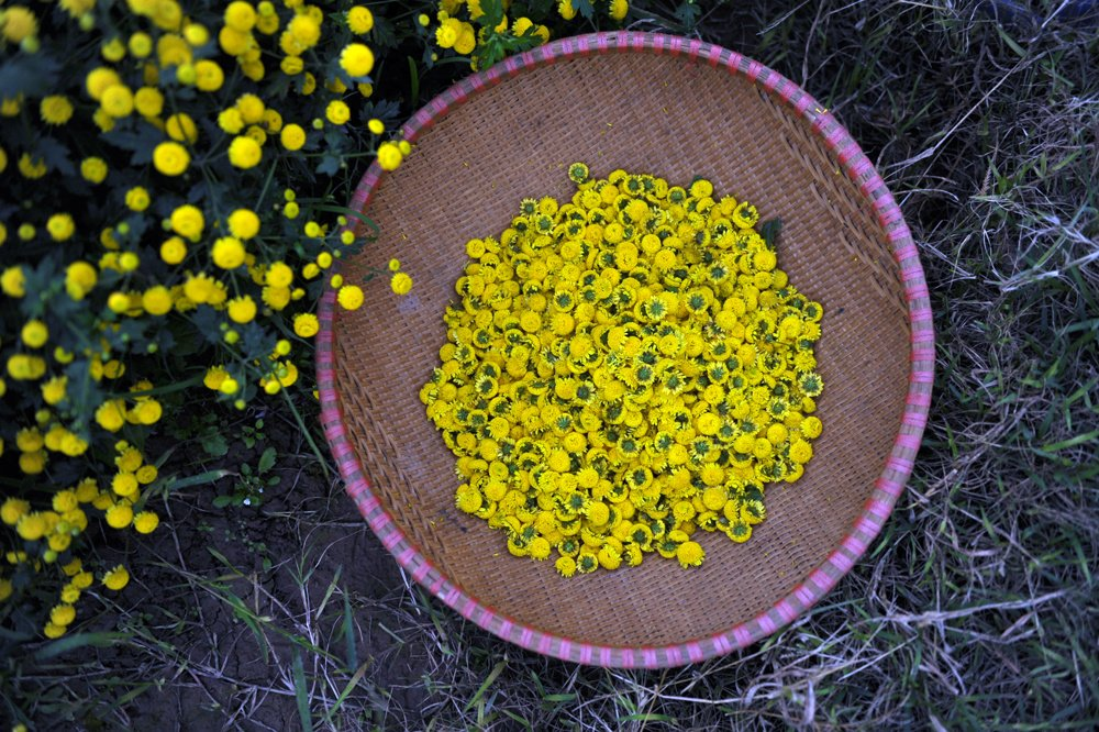 In photos: Blooming daisy season in Hung Yen In photos: Blooming daisy season in Hung Yen