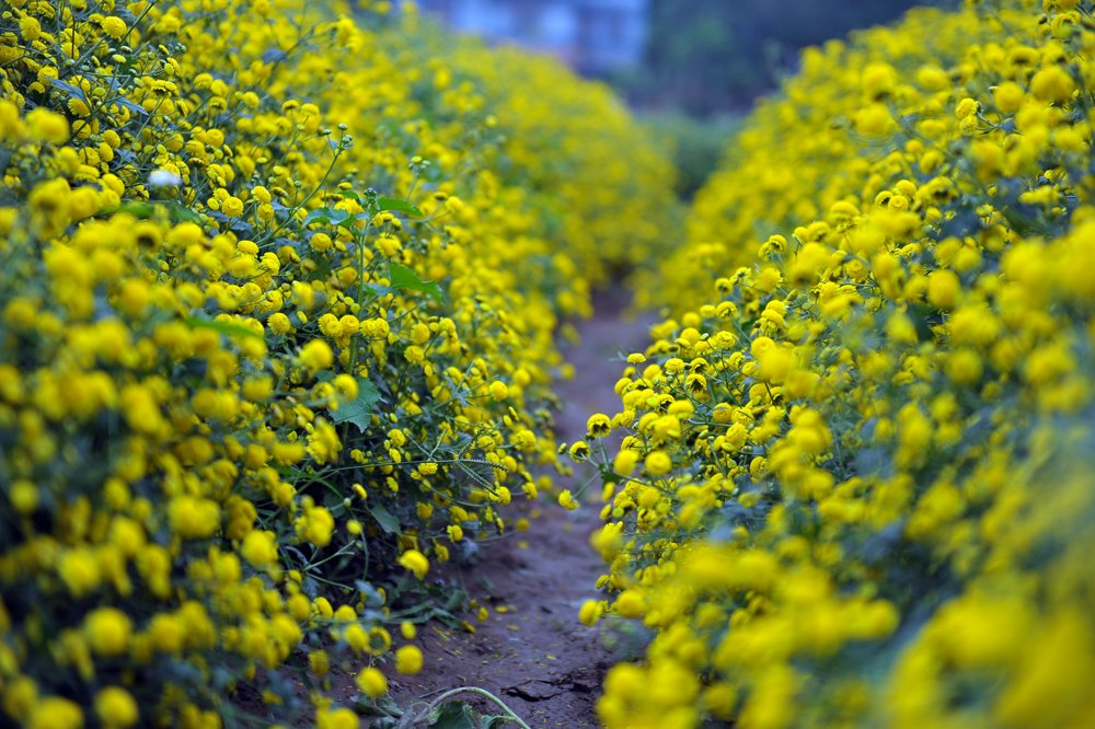 In photos: Blooming daisy season in Hung Yen In photos: Blooming daisy season in Hung Yen