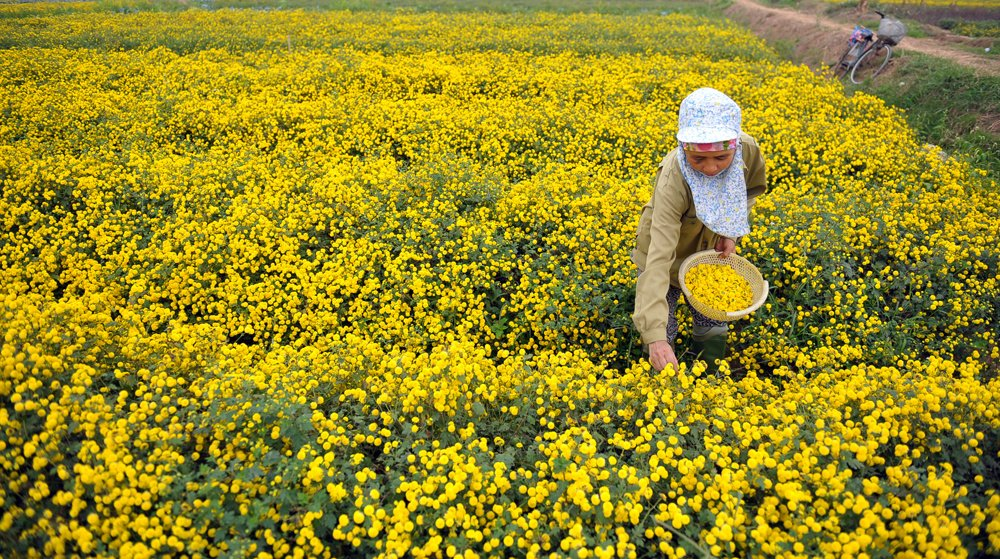 In photos: Blooming daisy season in Hung Yen In photos: Blooming daisy season in Hung Yen