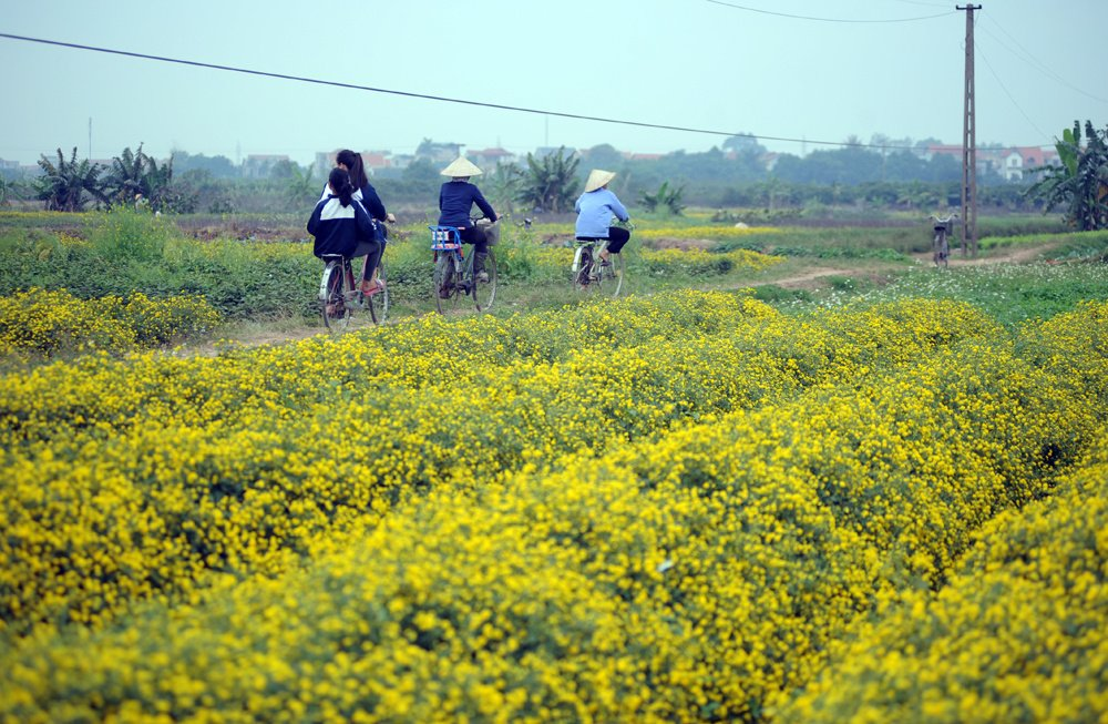 In photos: Blooming daisy season in Hung Yen In photos: Blooming daisy season in Hung Yen
