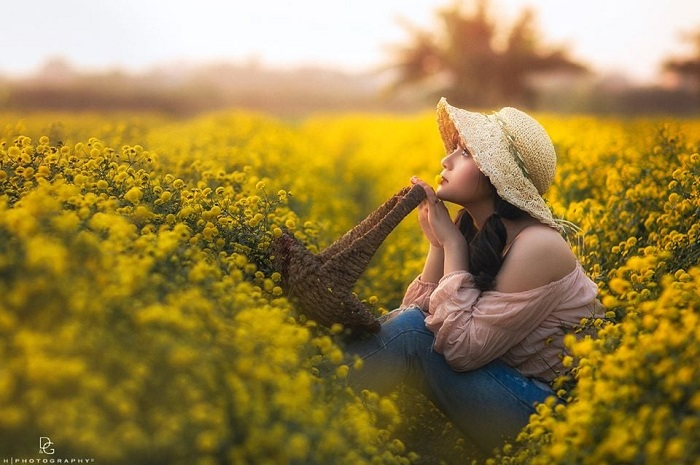 In photos: Blooming daisy season in Hung Yen In photos: Blooming daisy season in Hung Yen