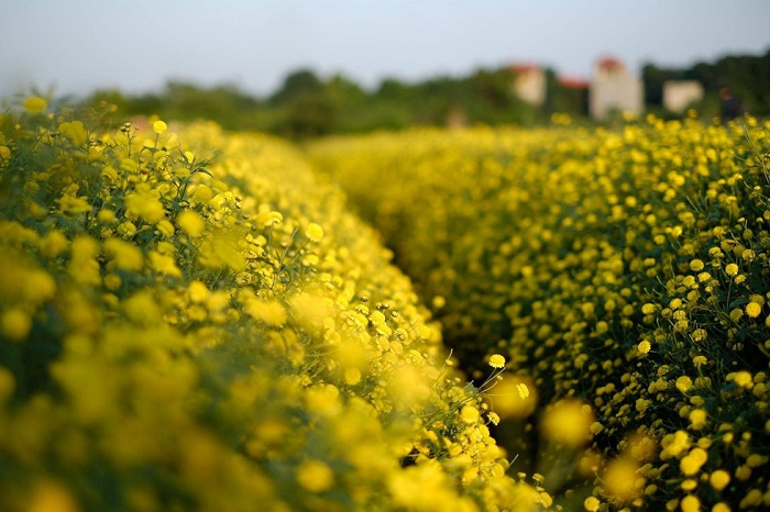 In photos: Blooming daisy season in Hung Yen In photos: Blooming daisy season in Hung Yen