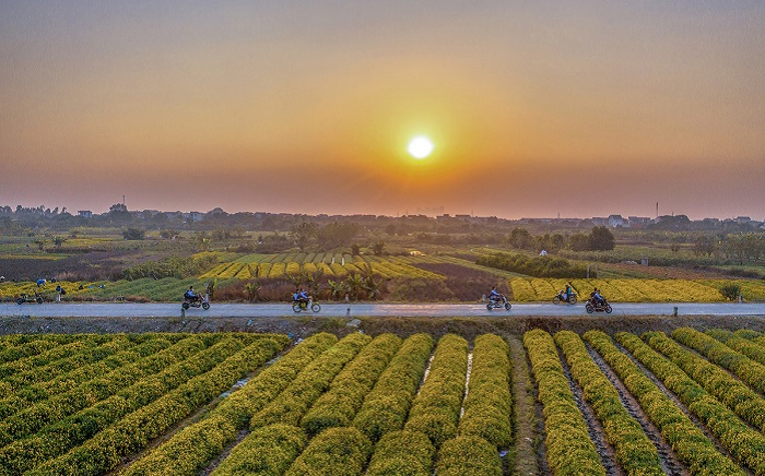 In photos: Blooming daisy season in Hung Yen In photos: Blooming daisy season in Hung Yen