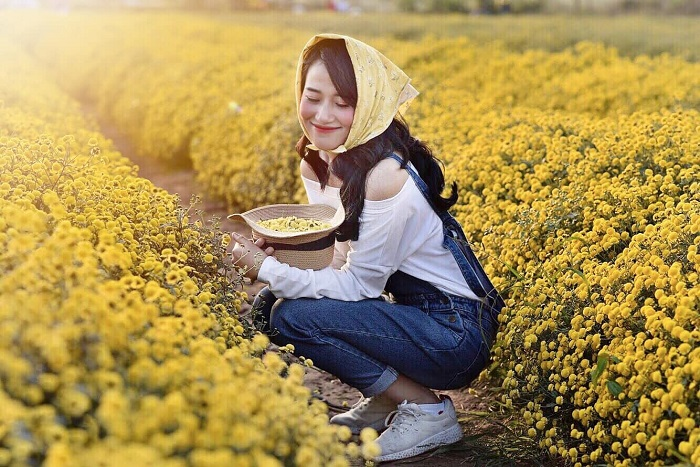 In photos: Blooming daisy season in Hung Yen In photos: Blooming daisy season in Hung Yen