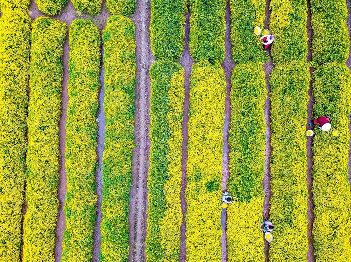 In photos: Blooming daisy season in Hung Yen In photos: Blooming daisy season in Hung Yen