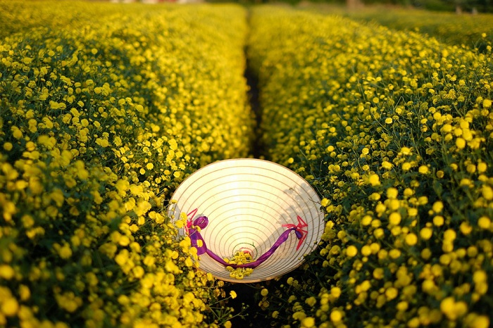 In photos: Blooming daisy season in Hung Yen In photos: Blooming daisy season in Hung Yen