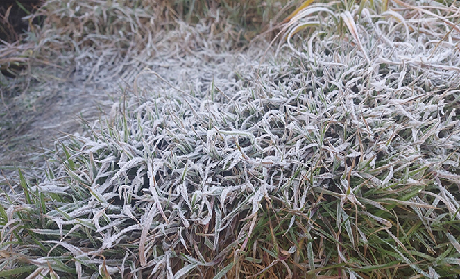 Fanxipan Mount covered in frost due to the strong cold spell Fansipan Mount covered in frost due to the strong cold spell