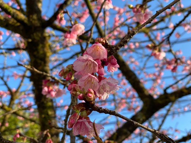 Blooming cherry blossoms adds allure to already beauty of Sa Pa Blooming cherry blossoms adds allure to beauty of Sa Pa