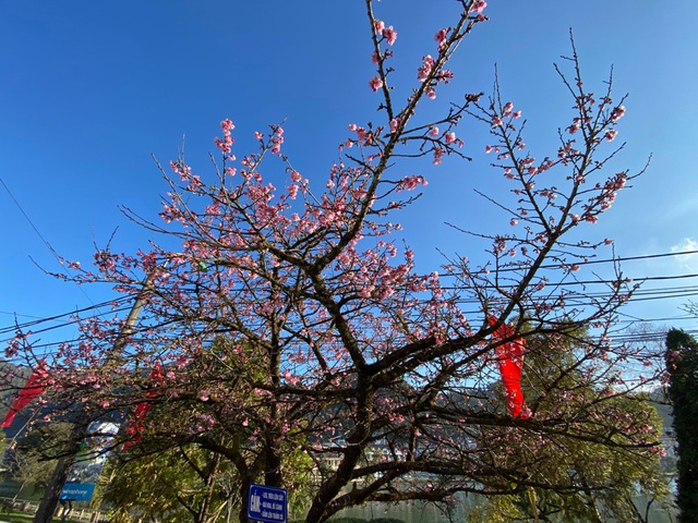 Blooming cherry blossoms adds allure to already beauty of Sa Pa Blooming cherry blossoms adds allure to beauty of Sa Pa