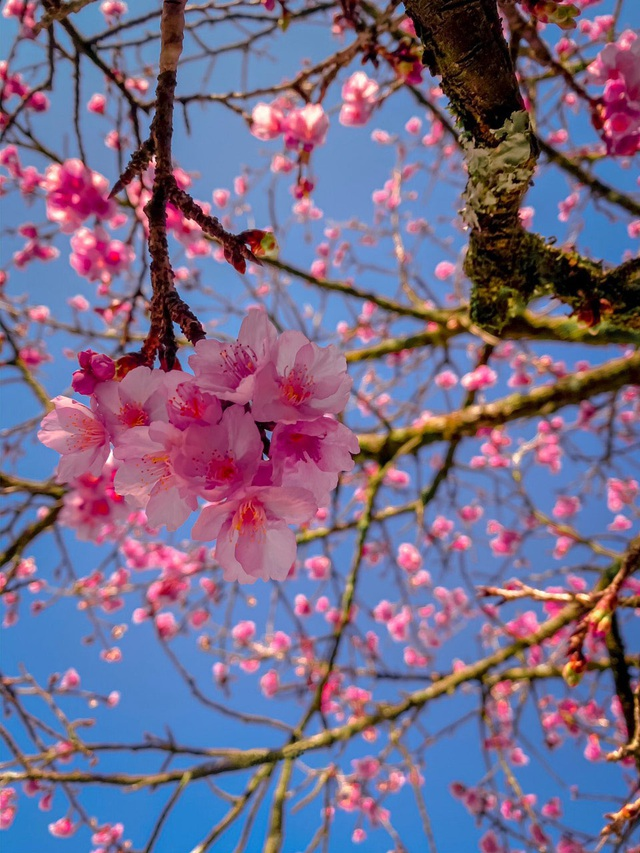 Blooming cherry blossoms adds allure to already beauty of Sa Pa Blooming cherry blossoms adds allure to beauty of Sa Pa