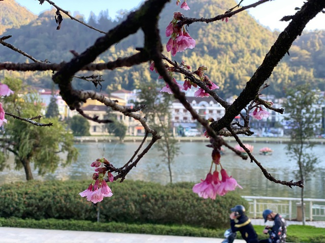 Blooming cherry blossoms adds allure to already beauty of Sa Pa Blooming cherry blossoms adds allure to beauty of Sa Pa
