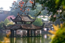 peach flowers turns northern vietnam mountain a pink carpet