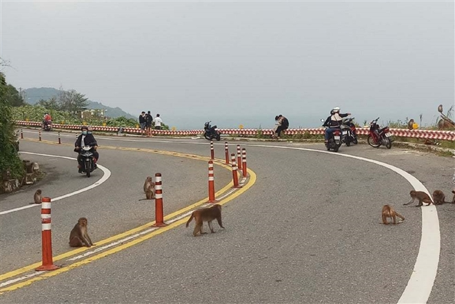 Hundred of hungry monkeys brawling for foods on moutain pass in Danang Hundred of hungry monkeys brawling for foods on mountain pass in Danang
