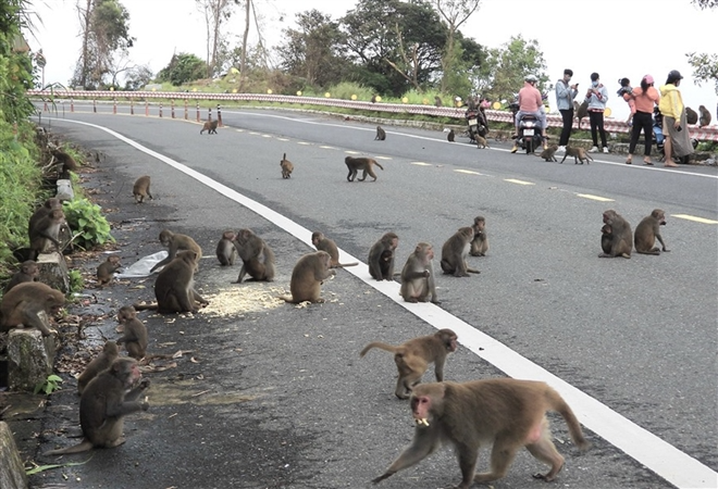Hundred of hungry monkeys brawling for foods on moutain pass in Danang Hundred of hungry monkeys brawling for foods on mountain pass in Danang