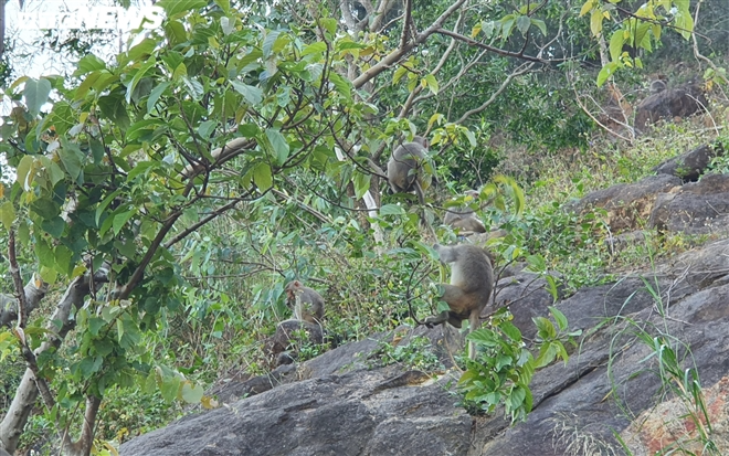 Hundred of hungry monkeys brawling for foods on moutain pass in Danang Hundred of hungry monkeys brawling for foods on mountain pass in Danang