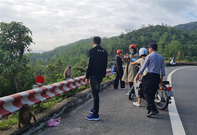 Hundred of hungry monkeys brawling for foods on moutain pass in Danang Hundred of hungry monkeys brawling for foods on mountain pass in Danang