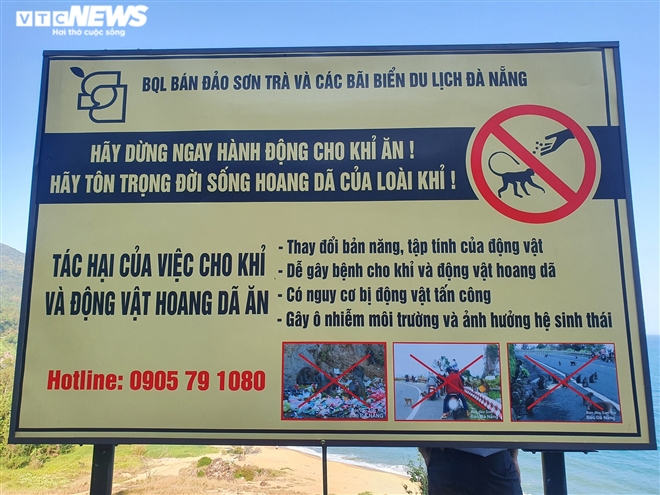 Hundred of hungry monkeys brawling for foods on moutain pass in Danang Hundred of hungry monkeys brawling for foods on mountain pass in Danang
