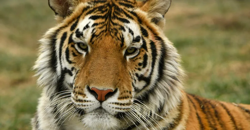 Tiger detected positive for coronavirus in the US, raising queries about transmission in animals tiger detected positive for coronavirus in the us raising queries about transmission in animals