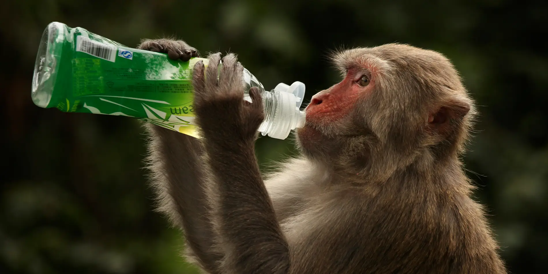 oxford developed vaccine appears to shield monkey from coronavirus