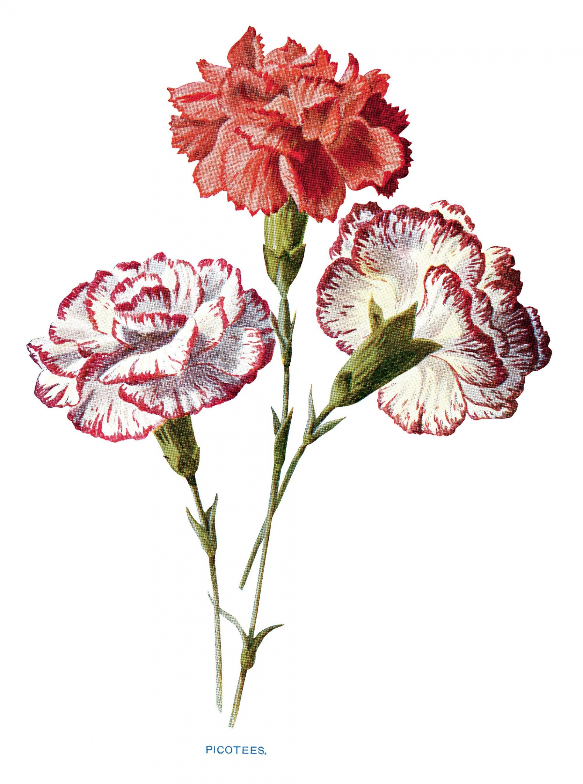 Mother’s day 2020: Definition, symbols, history mothers day 2020 definition symbols history